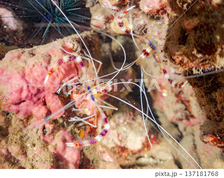美しいオトヒメエビ。他。 ヒリゾ浜南伊豆町中木 静岡県伊豆半島-2025 日本有数のシュノーケリング 137181768