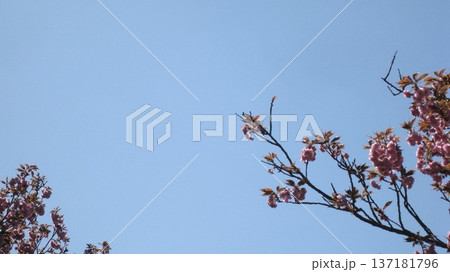 青空に映えるピンクの桜 137181796