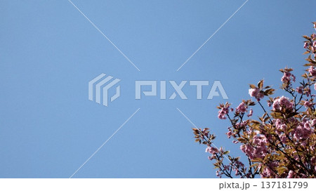 青空に映えるピンクの桜 青空に映えるピンクの桜 137181799