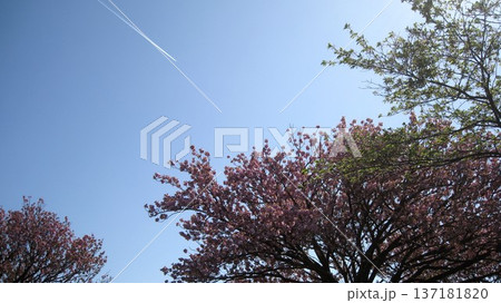 青空に映えるピンクの桜 青空に映えるピンクの桜 137181820