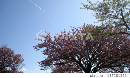 青空に映えるピンクの桜 137181821