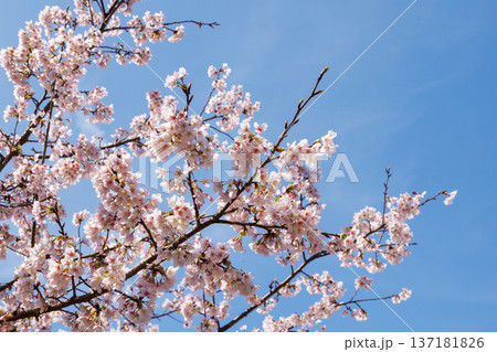 青空に映える満開の桜 137181826