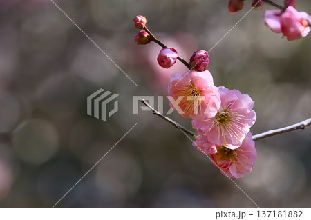 春の訪れを告げる梅の花 137181882