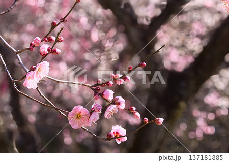 春の訪れを告げる梅の花 137181885