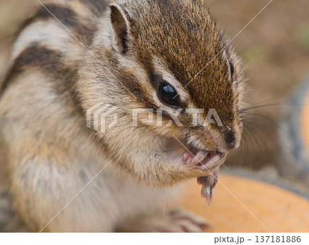 実を食べるシマリス 137181886