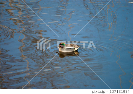 信濃川・やすらぎ堤の小鴨(こがも) 137181954