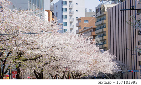 首都の高層ビルに囲まれた明治通りの桜並木 首都の高層ビルに囲まれた明治通りの桜並木 137181995