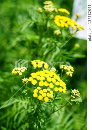 9372　ヨミギギク 137182041