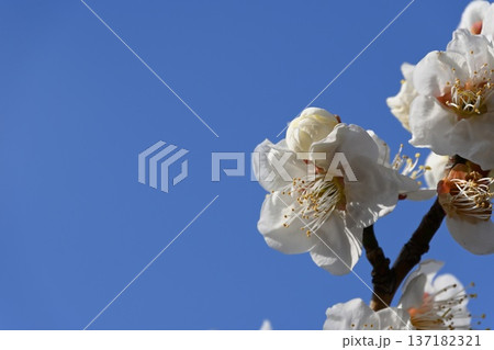 梅の花 137182321