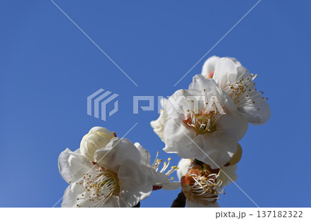梅の花 梅の花 137182322