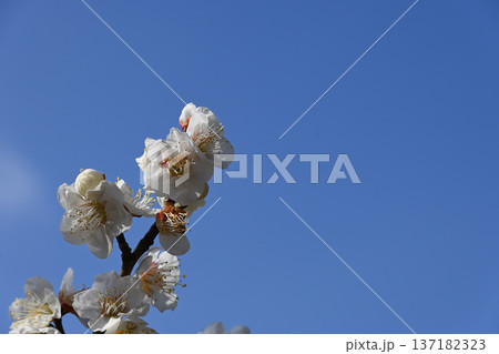 梅の花 梅の花 137182323