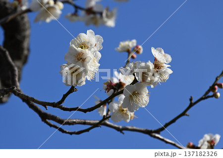 梅の花 137182326
