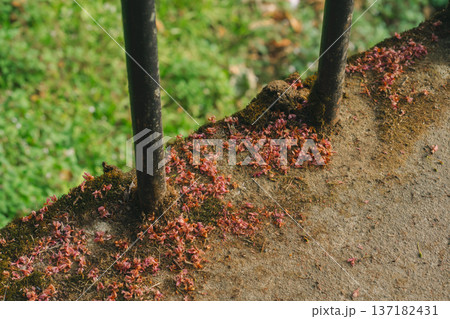 cherry blossom flower fall on floor 137182431