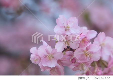 春の訪れを告げる河津桜 春の訪れを告げる河津桜 137182522