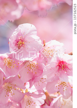春の訪れを告げる河津桜 春の訪れを告げる河津桜 137182523