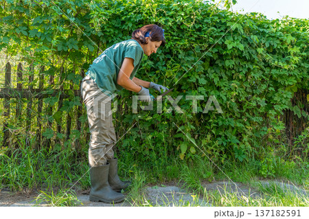 Female gardener trimming hedge with pruning shears in outdoor garden. Garden landscape design 137182591