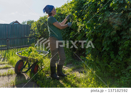 Adult white woman gardening with wheelbarrow in greenery, trimming branches of climbing hop plant with pruning shears Adult white woman gardening with wheelbarrow in greenery, trimming branches of climbing hop plant with pruning shears 137182592