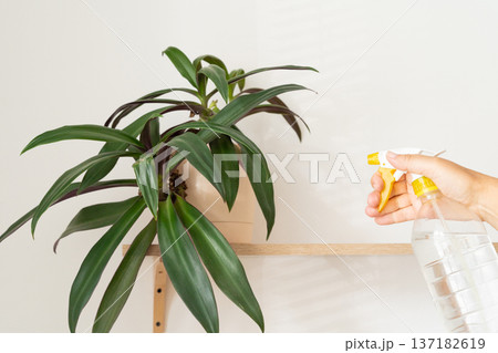 Manual watering of a Tradescantia indoor plant on a shelf from a spray bottle in bright light. Spraying water, dust control for lush greenery, plant care, eco-friendly home decor Manual watering of a Tradescantia indoor plant on a shelf from a spray bottle in bright light. Spraying water, dust control for lush greenery, plant care, eco-friendly home decor 137182619