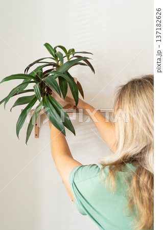 A mature European woman arranges a Tradescantia houseplant on a wooden shelf in a minimalist room. Eco-friendly decor of a modern home, green hobby, love of plants A mature European woman arranges a Tradescantia houseplant on a wooden shelf in a minimalist room. Eco-friendly decor of a modern home, green hobby, love of plants 137182626