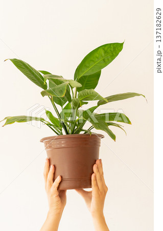 Hands holding indoor plant Spathiphyllum in light pot on neutral light background. Indoor gardening, eco hobby, love of plants 137182629