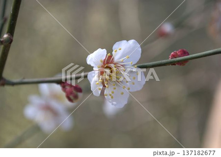 白い梅の花 白い梅の花 137182677