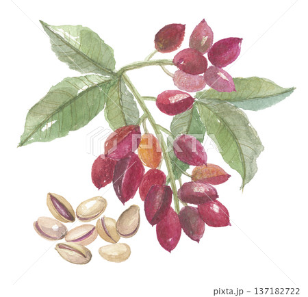 水彩で描いた ピスタチオ　枝付きと実 137182722