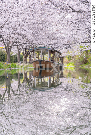 京都 伏見十石舟と満開の桜 京都 伏見十石舟と満開の桜 137182884