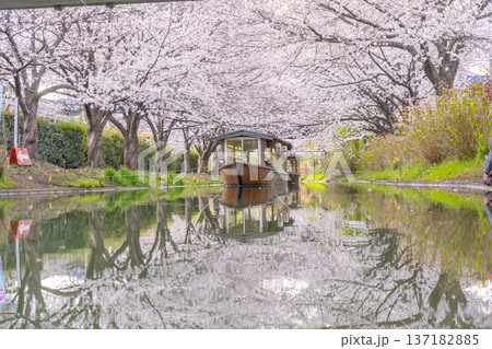 京都 伏見十石舟と満開の桜 京都 伏見十石舟と満開の桜 137182885