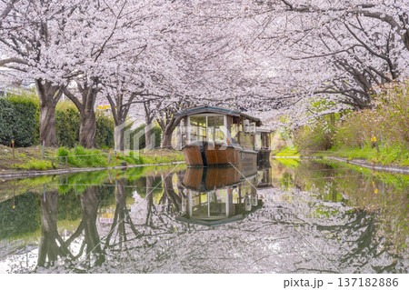 京都　伏見十石舟と満開の桜 137182886