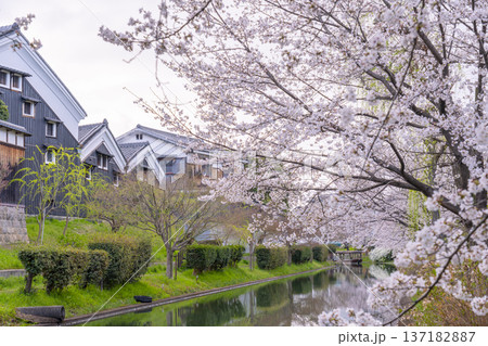 京都　伏見の酒蔵と満開の桜 137182887