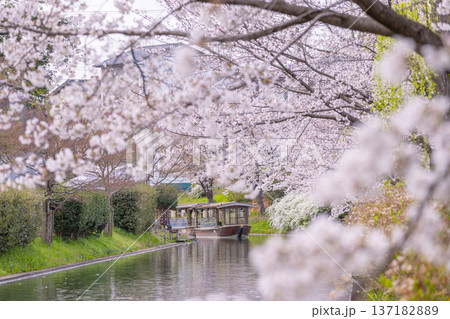 京都　伏見十石舟と満開の桜 137182889