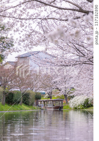 京都 伏見十石舟と満開の桜 京都 伏見十石舟と満開の桜 137182890