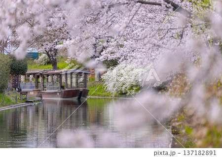京都　伏見十石舟と満開の桜 137182891