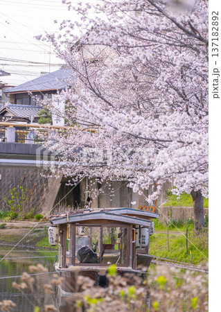 京都　伏見十石舟と満開の桜 137182892