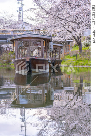 京都　伏見十石舟と満開の桜 137182893