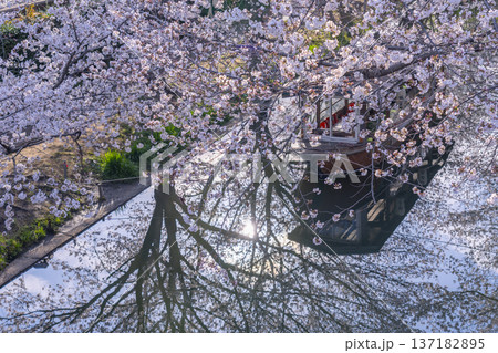 京都　伏見十石舟と満開の桜 137182895