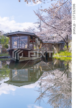 京都　伏見十石舟と満開の桜 137182896