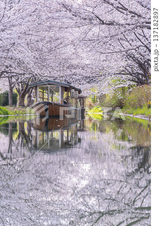 京都　伏見十石舟と満開の桜 137182897