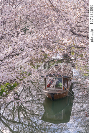 京都　伏見十石舟と満開の桜 137182899