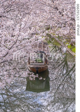 京都 伏見十石舟と満開の桜 京都 伏見十石舟と満開の桜 137182900