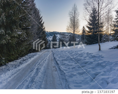 Winter path through trees in a snowy landscape at sunset 137183197