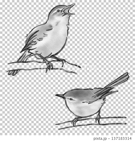 Two Japanese bush warblers (sumi-e style) Two Japanese bush warblers (sumi-e style) 137183314