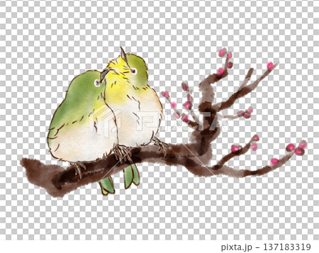繡眼鳥依偎在梅枝上（鋼筆水彩風格） 137183319