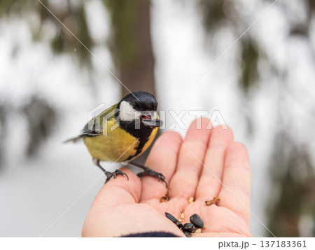 A tit sits on a man's hand and eats seeds. 137183361