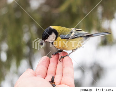 A tit sits on a man's hand and eats seeds. 137183363