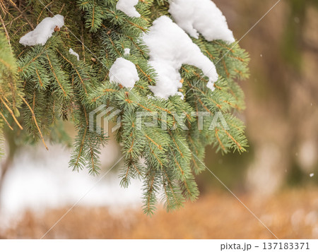 Green fir branches in winter covered with snow 137183371