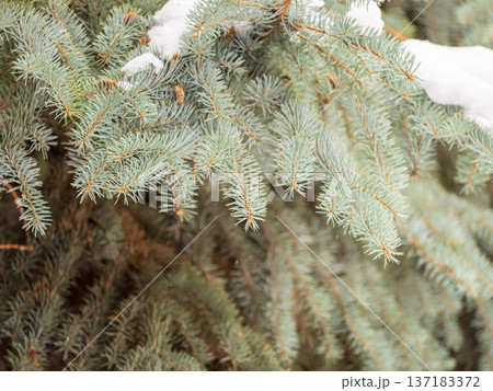 Green fir branches in winter covered with snow Green fir branches in winter covered with snow 137183372