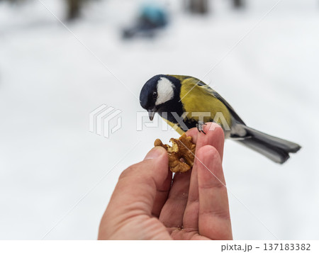 A tit sits on a man's hand and eats seeds. 137183382