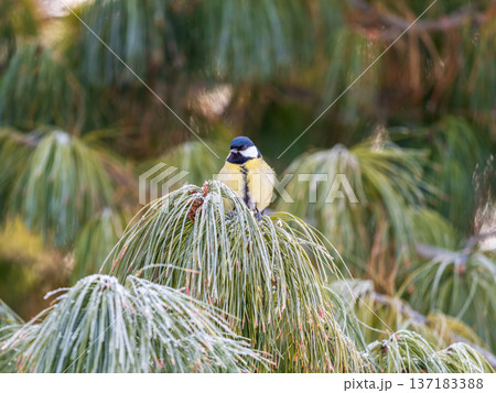 Cute bird the willow tit, song bird sitting on the fir branch with snow in winter 137183388
