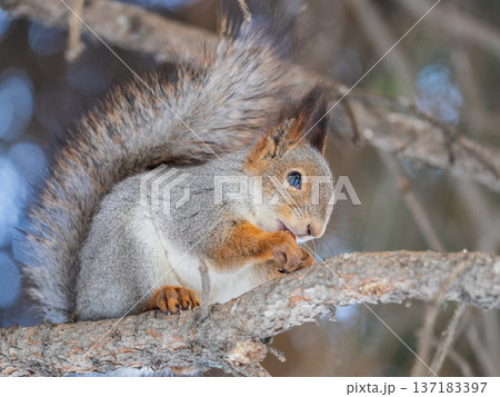 The squirrel with nut sits on tree in the winter or late autumn The squirrel with nut sits on tree in the winter or late autumn 137183397
